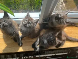 Maine Coon cats ⭐️Beautiful Maine Coon Kittens⭐️ - Advert 2