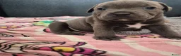 Staffordshire Bull Terrier dogs for sale: Blue Staffy - A Very Special Final Litter 💙 - Advert 18