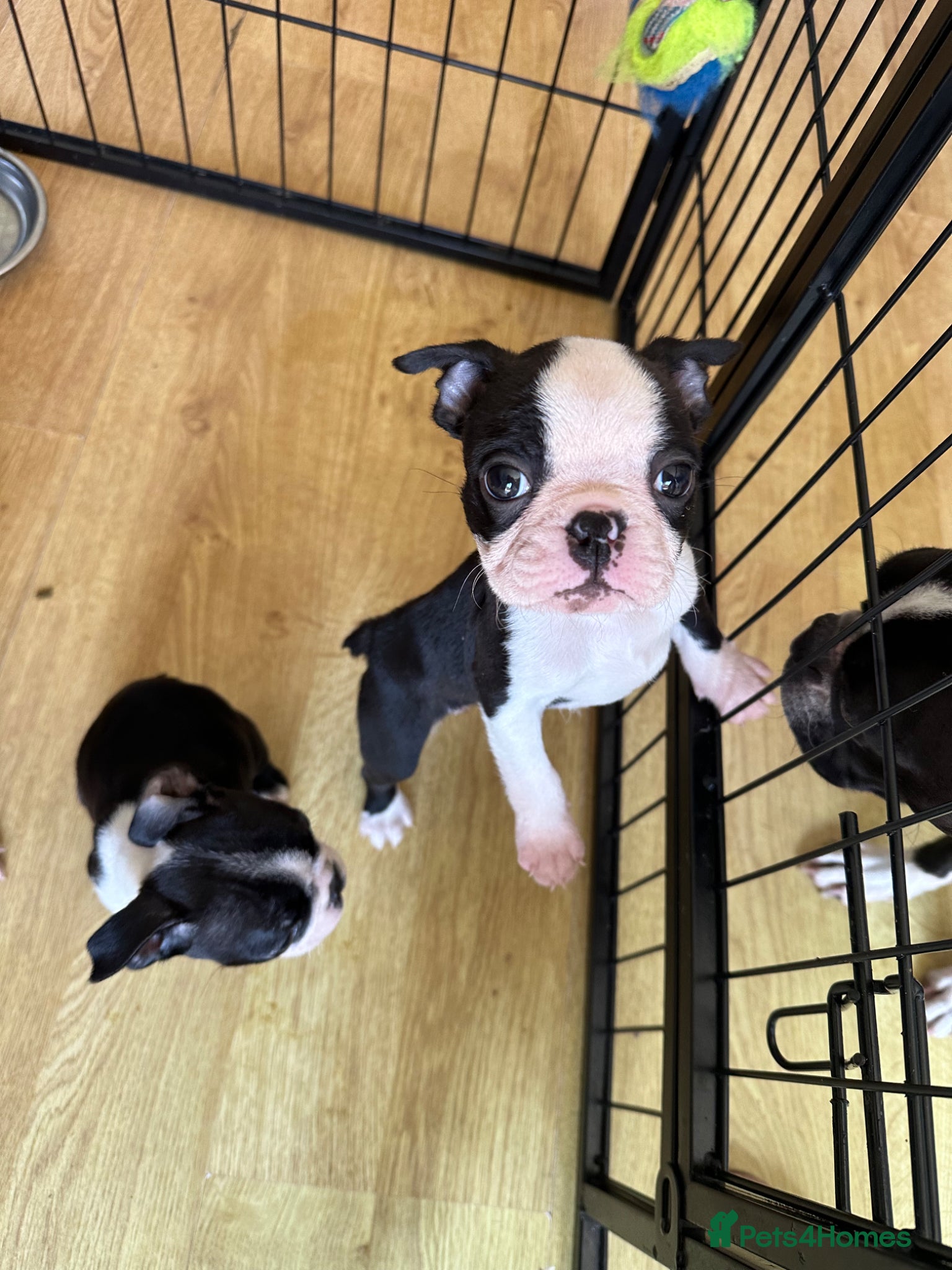 Boston Terrier dogs Ready Thursday Kc reg chunky full collar Bostons - Advert 3