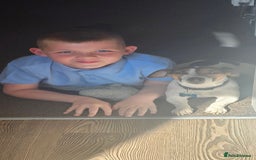 Jack Russell dogs for stud: Jack Russell Dog for Stud - Image 10