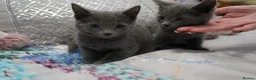 Russian Blue cats for sale: Gorgeous GCCF Russian Blue kittens - Advert 2
