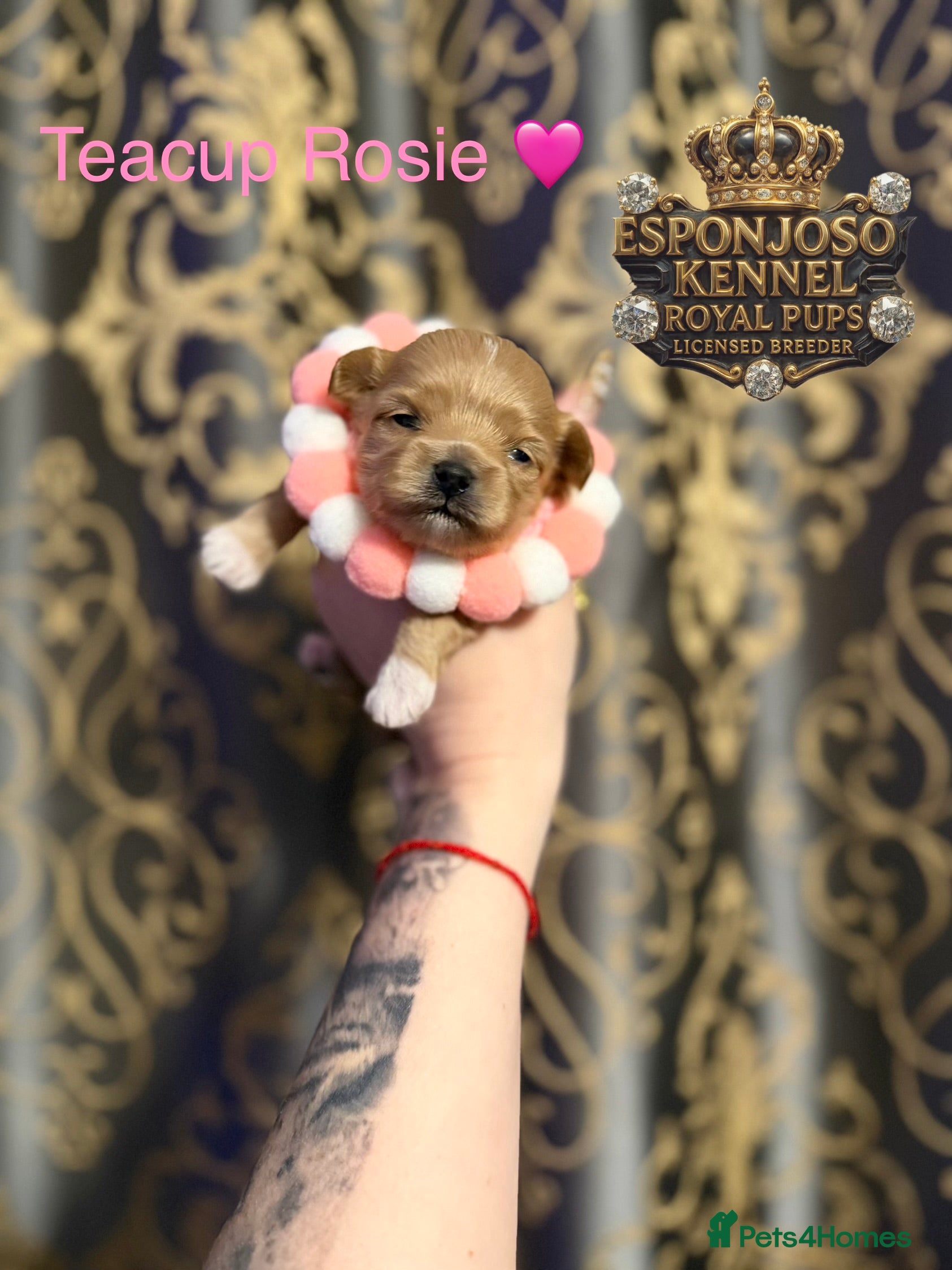 Maltipoo dogs 👑One in a Million Ultra Tiny F1 Asian Maltipoo👑 - Advert 2