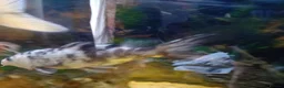 Koi Carp fish for sale: 3 koi carp for sale and 3 goldfish in Rossendale - Advert 4