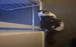 Norwegian Forest Cat cats for sale: Marshal - Image 6