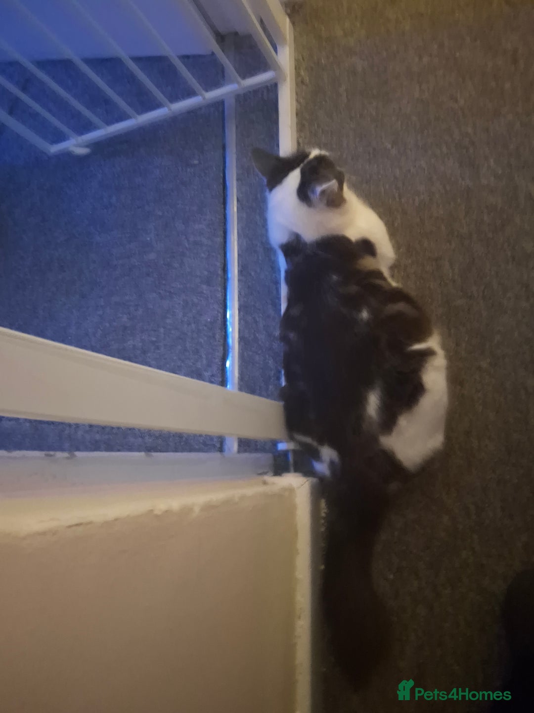 Norwegian Forest Cat cats for sale: Marshal - Image 6