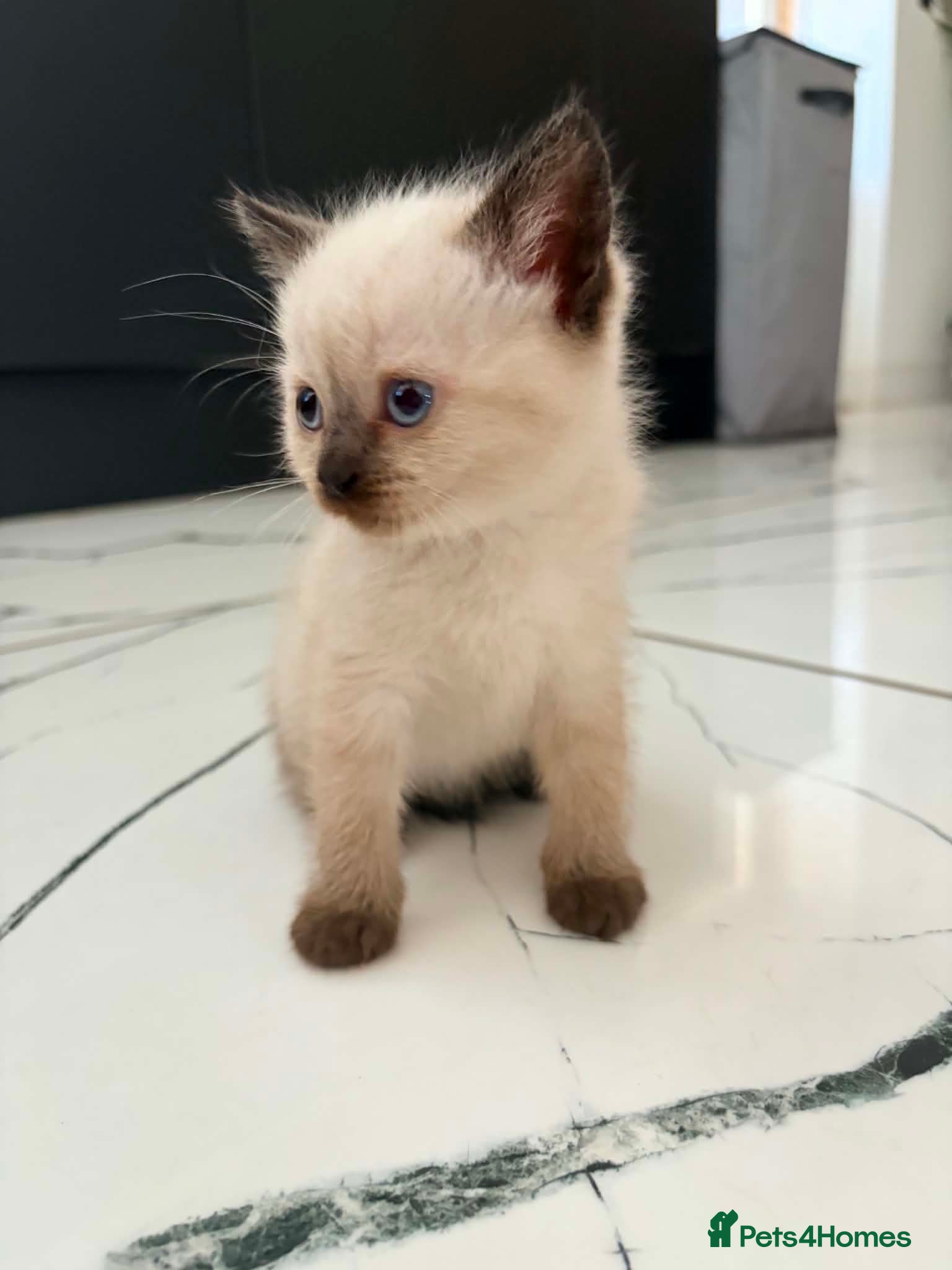 Mixed Breed cats 5 British Shorthair cross kittens. Ready now - Advert 1