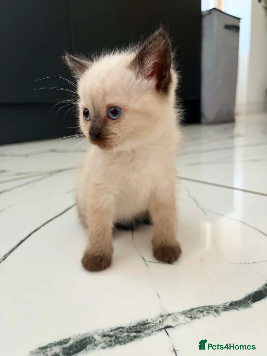Mixed Breed cats for sale: 5 British Shorthair cross kittens. Ready now - Advert 1