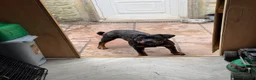 Rottweiler dogs for sale: Rottweiler bitch  - Advert 1