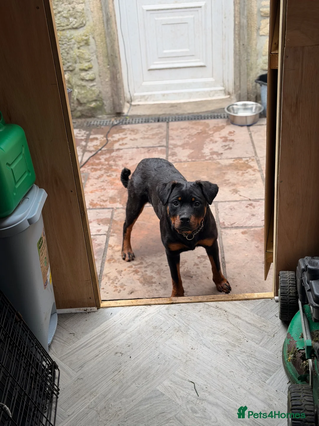 Rottweiler dogs for sale: Rottweiler bitch  - Advert 1