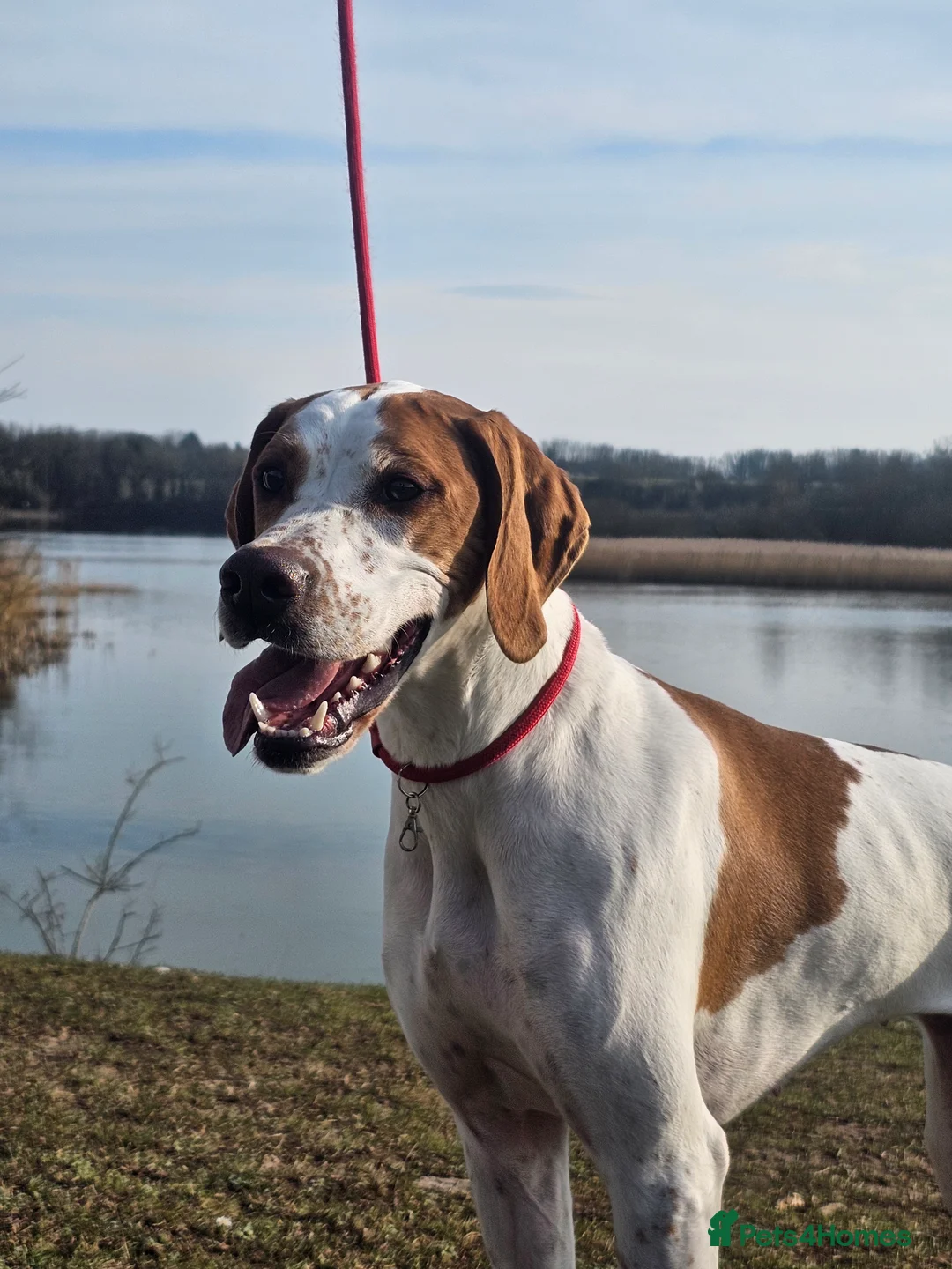 Pointer dogs for sale: Quality Pointer puppies - Advert 8