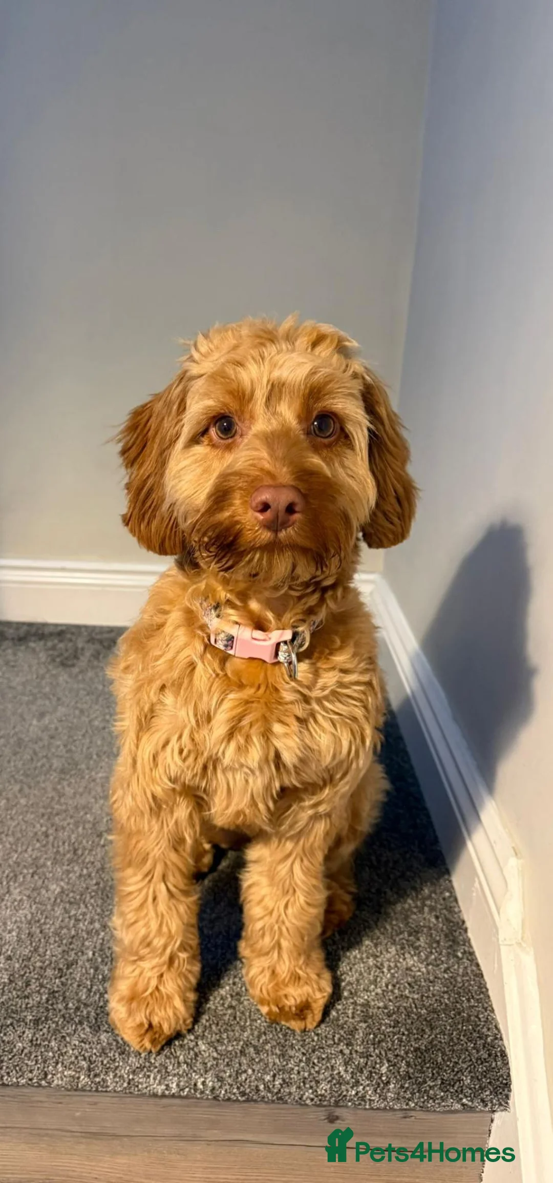 Cockapoo dogs for sale: Daisy, 13M F Cockapoo in Sunderland - Advert 8
