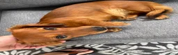 Dachshund dogs for sale: KC registered miniature red dachshund  in Barry - Advert 1