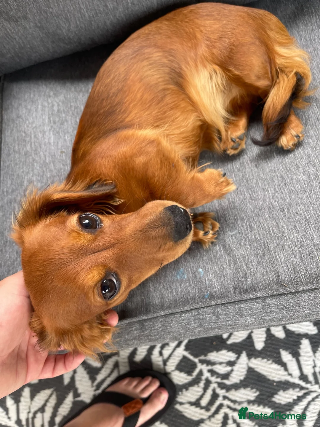 Dachshund dogs for sale: KC registered miniature red dachshund  in Barry - Advert 1