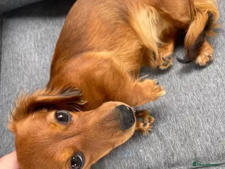 Dachshund dogs KC registered miniature red dachshund - Advert 2