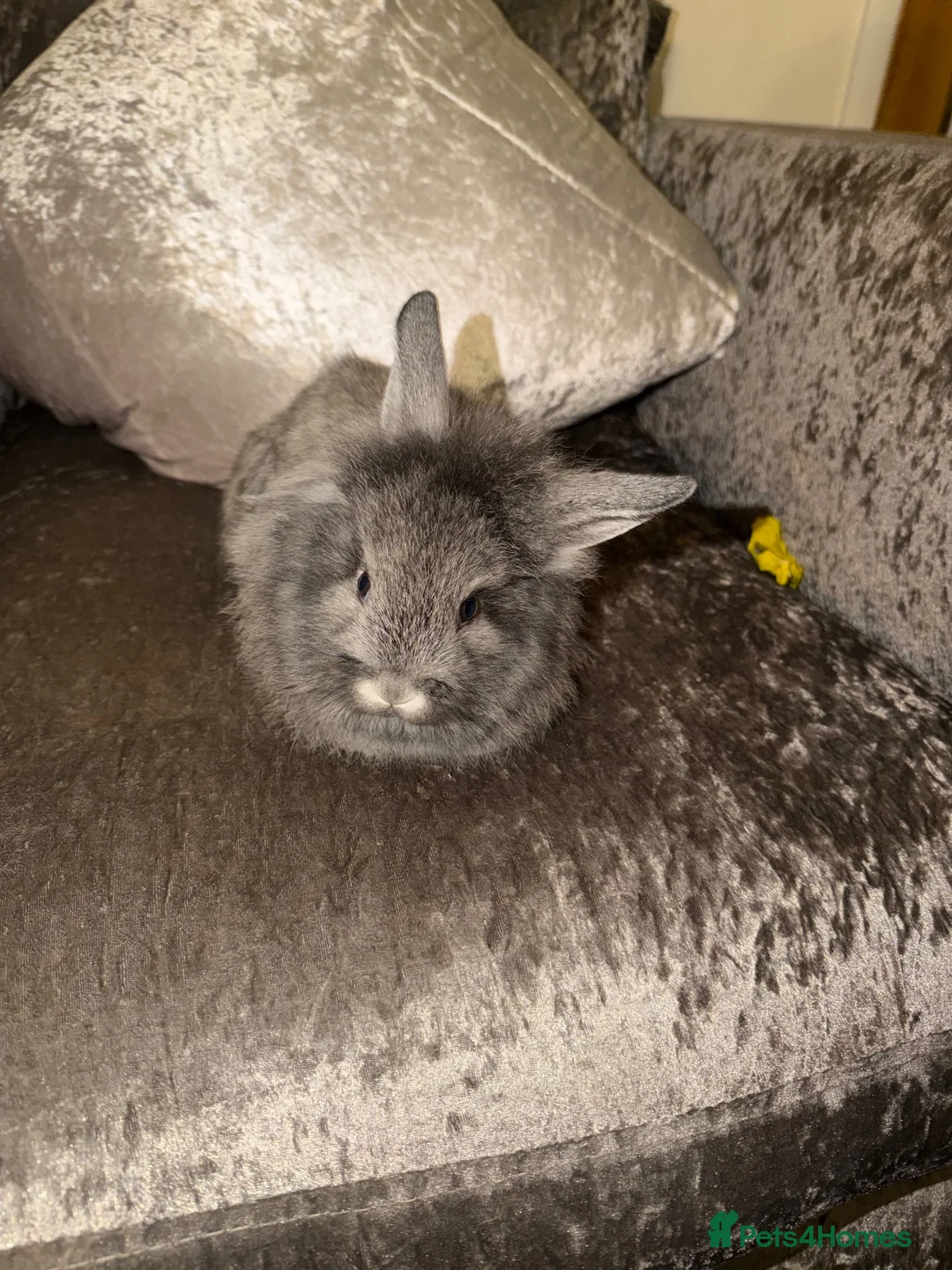 Mixed Breed rabbits for sale: Beautiful mini min Rex mix  - Advert 1