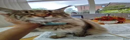 Maine Coon cats for sale: Adorable Main coon kittens - Advert 5