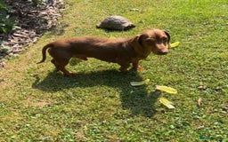 Miniature Dachshund dogs for stud: Teddy - Choc & Tan Proven Stud - Image 8