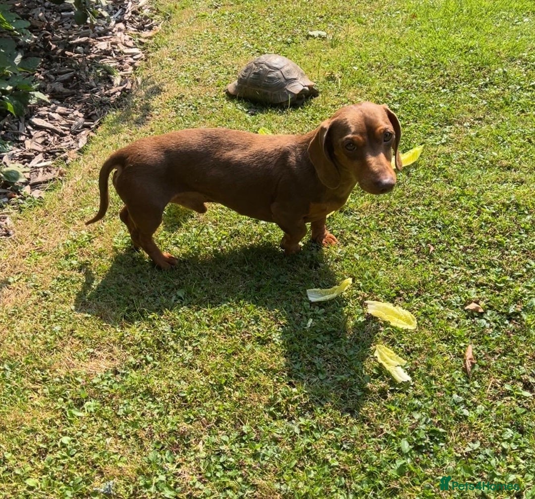 Miniature Dachshund dogs for stud: Teddy - Choc & Tan Proven Stud - Image 8