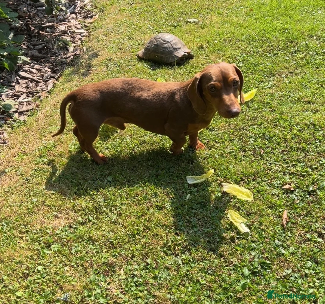 Miniature Dachshund dogs for stud: Teddy - Choc & Tan Proven Stud - Advert 8