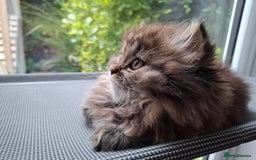 Persian cats for sale: DARK GOLDEN CHINCHILLA PERSIAN KITTEN - Image 7