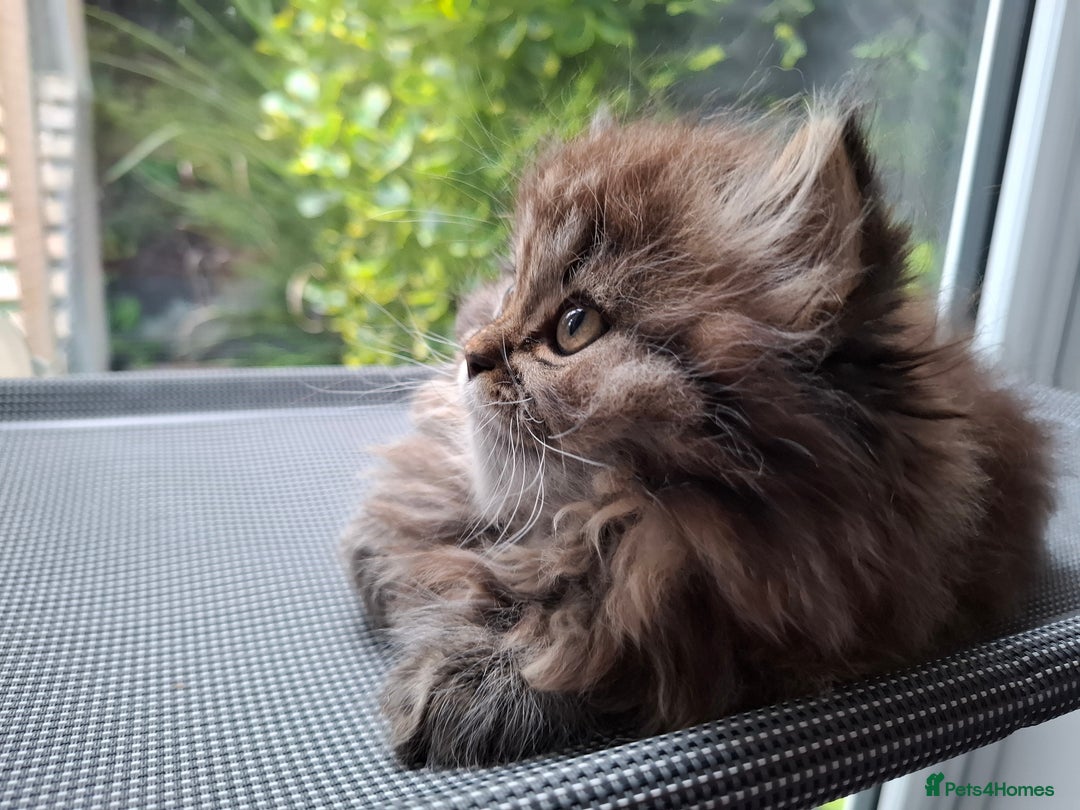 Persian cats for sale: DARK GOLDEN CHINCHILLA PERSIAN KITTEN - Image 7
