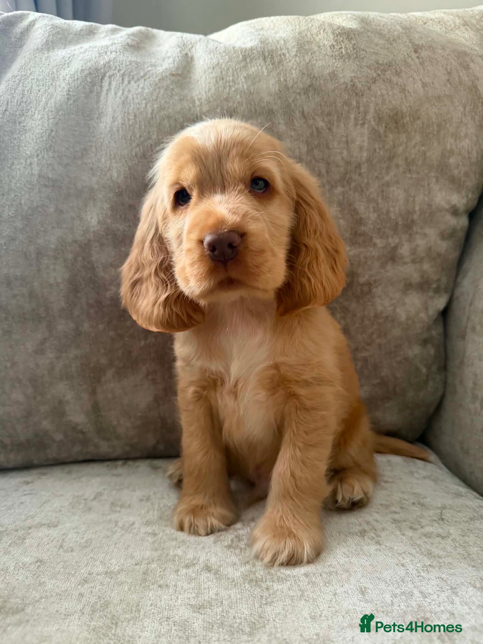 Cocker Spaniel dogs Show type KC registered cocker spaniels  - Advert 2
