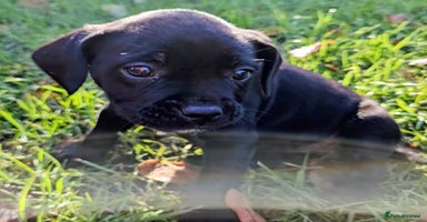 Mixed Breed dogs French bulldog x German short haired puppies - Advert 7