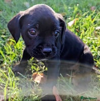 Mixed Breed dogs French bulldog x German short haired puppies - Advert 2