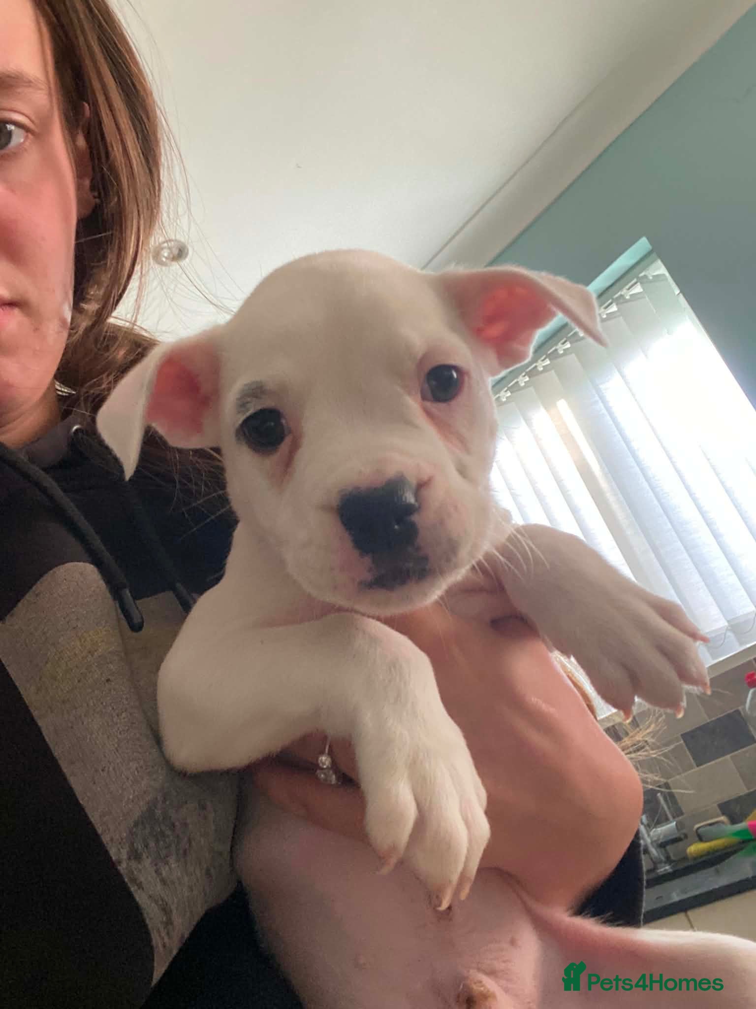 American Bulldog dogs American bulldog puppies  - Advert 1