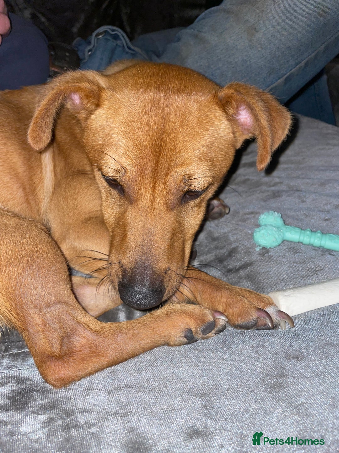 Jack Russell dogs for sale: 16 Month Old Jack Russell - Advert 5