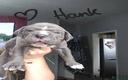 Cane Corso dogs for sale: Cane corso pups  - Image 11