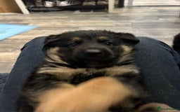 German Shepherd dogs for sale: Gorgeous Male German Shepherd Pup for Sale - Image 6