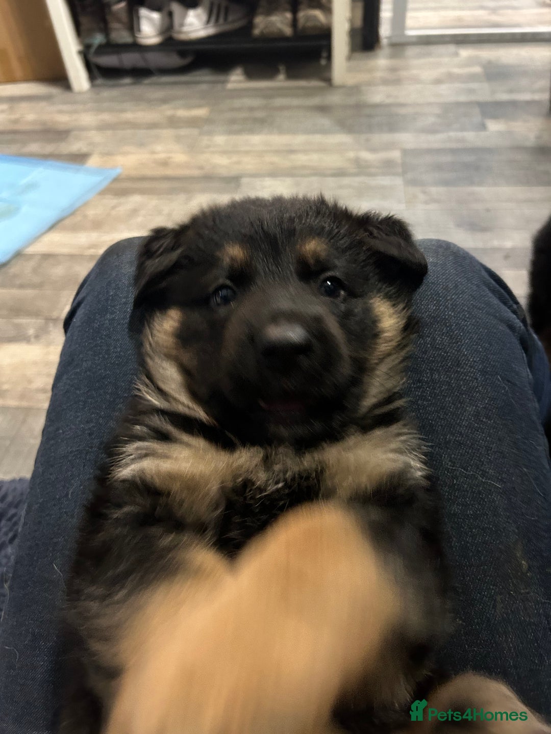 German Shepherd dogs for sale: Gorgeous Male German Shepherd Pup for Sale - Image 6