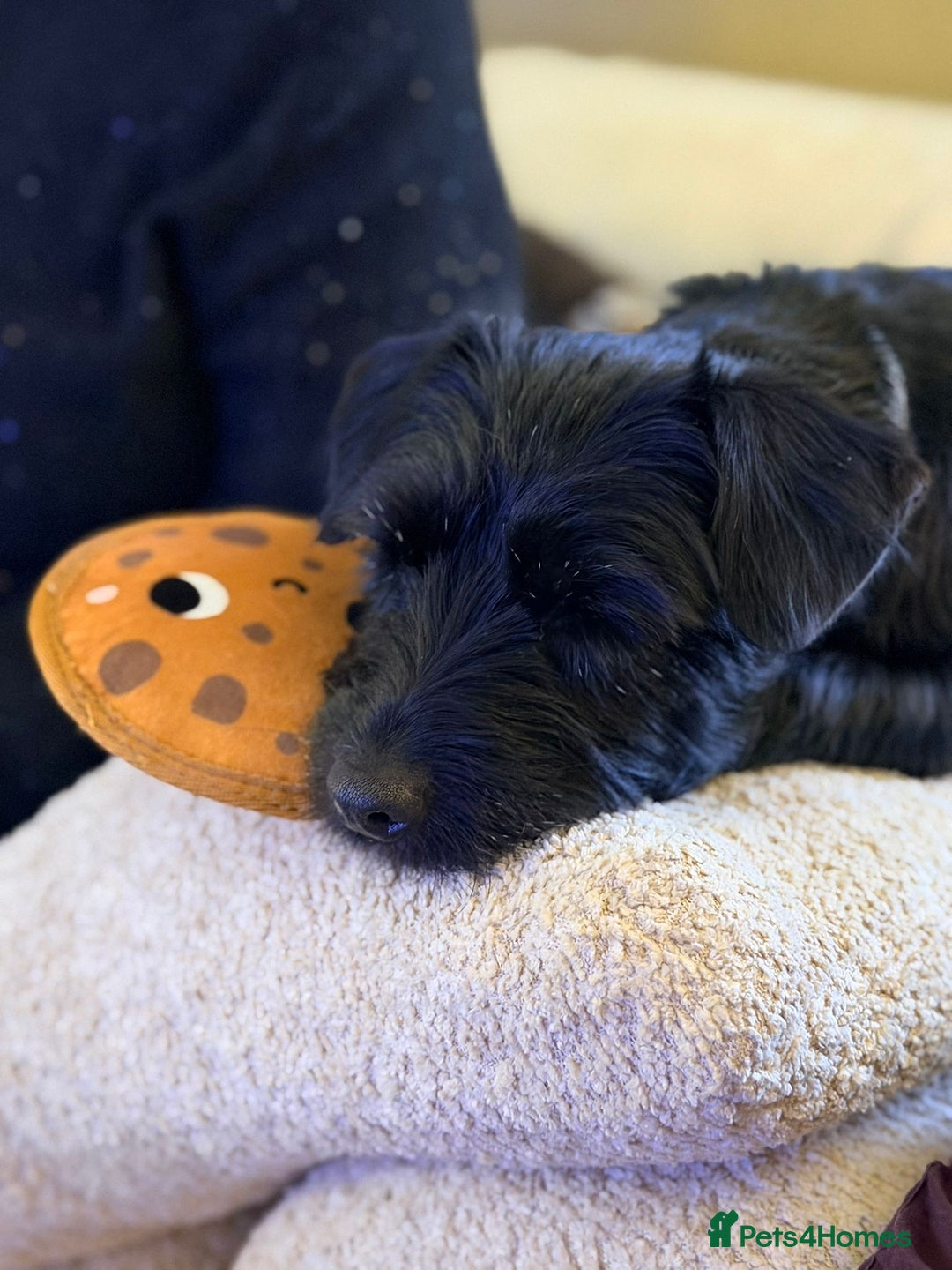 Mixed Breed dogs for sale: Lady - loving terrier great with kids  - Advert 4