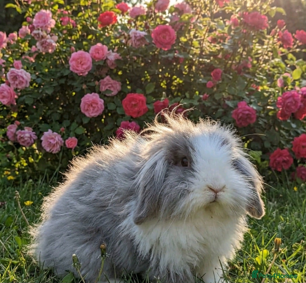 Angora rabbits for sale: Teddywidders - Advert 20
