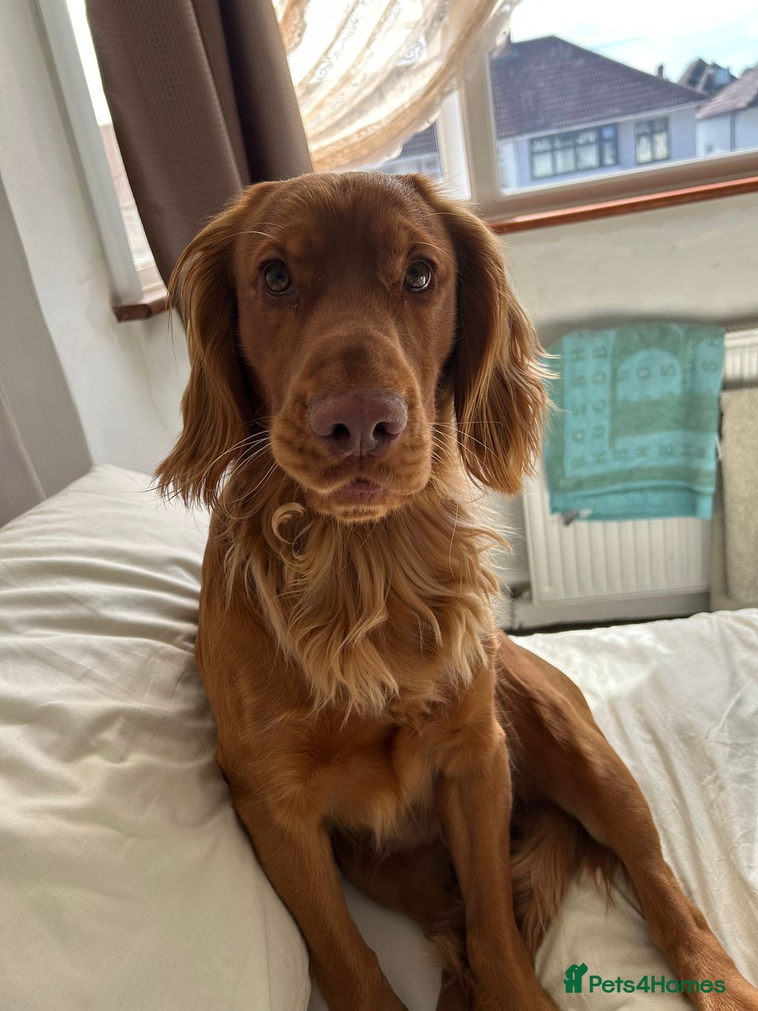 Cocker Spaniel dogs for stud: Red working cocker spaniel (champion bloodline)  - Advert 3