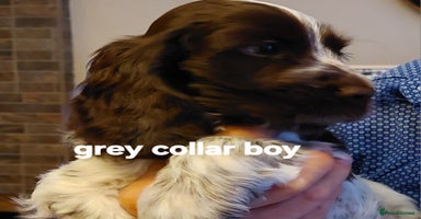 Cocker Spaniel dogs - Advert 3