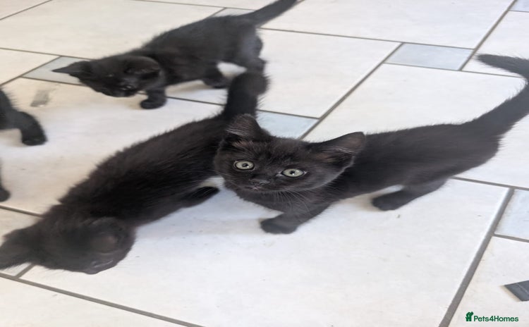 Brazilian Shorthair cats - Advert 2
