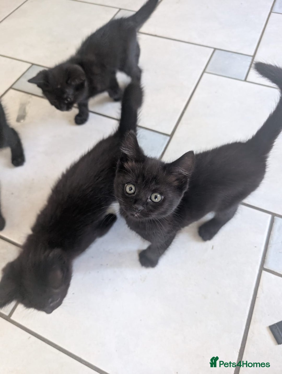 Brazilian Shorthair cats for sale: Beautiful  black  cat  - Image 1