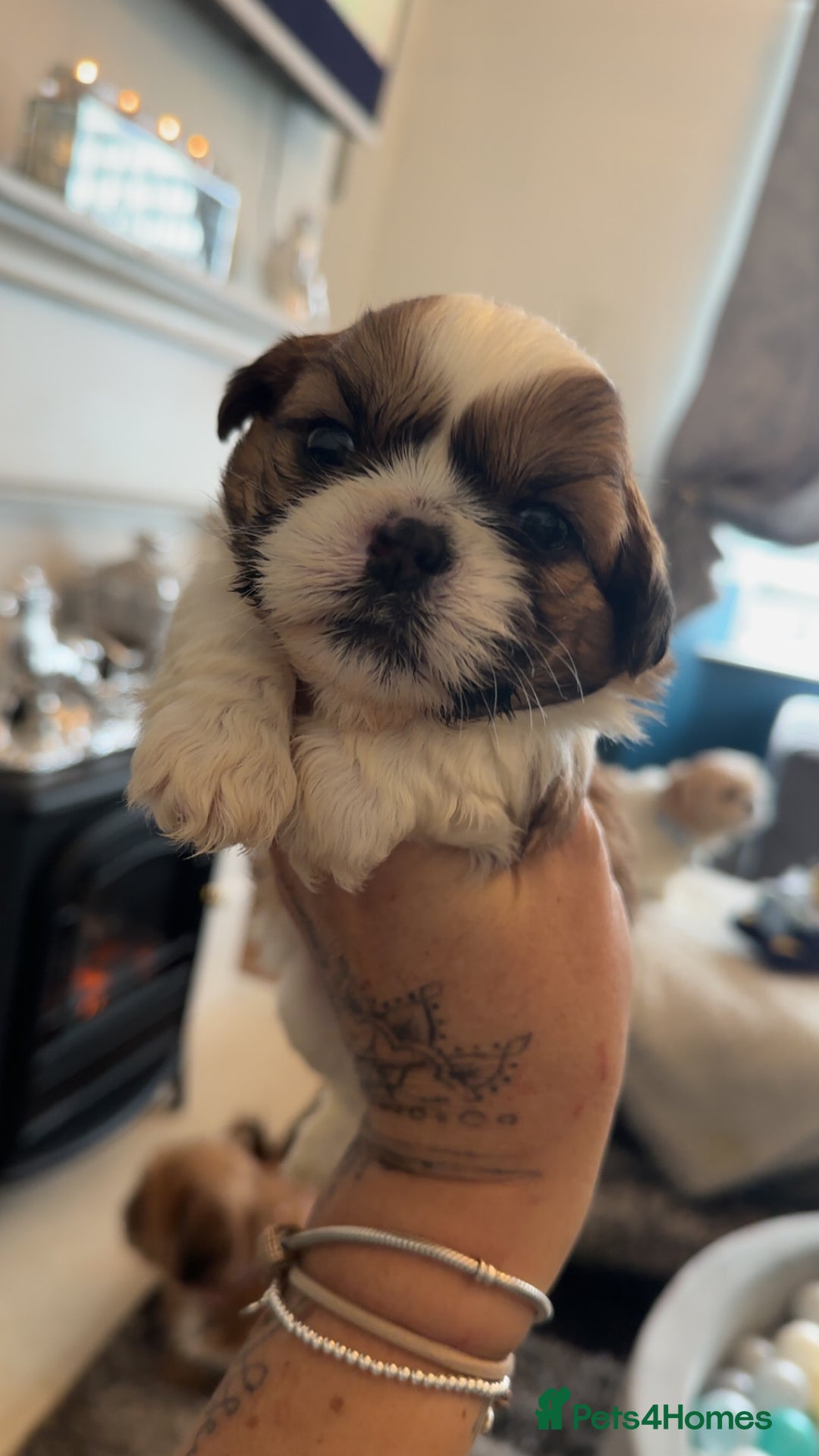 Shih Tzu dogs for sale: Stunning imperial shih tzu puppies  - Advert 36