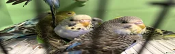 Budgerigars birds for sale: Budgies for Sale  - Advert 21