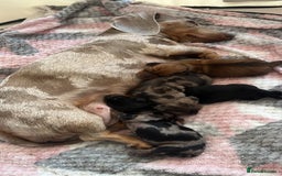 Miniature Dachshund dogs for sale: Beautiful miniature dachshunds L/H+S/H - Image 15
