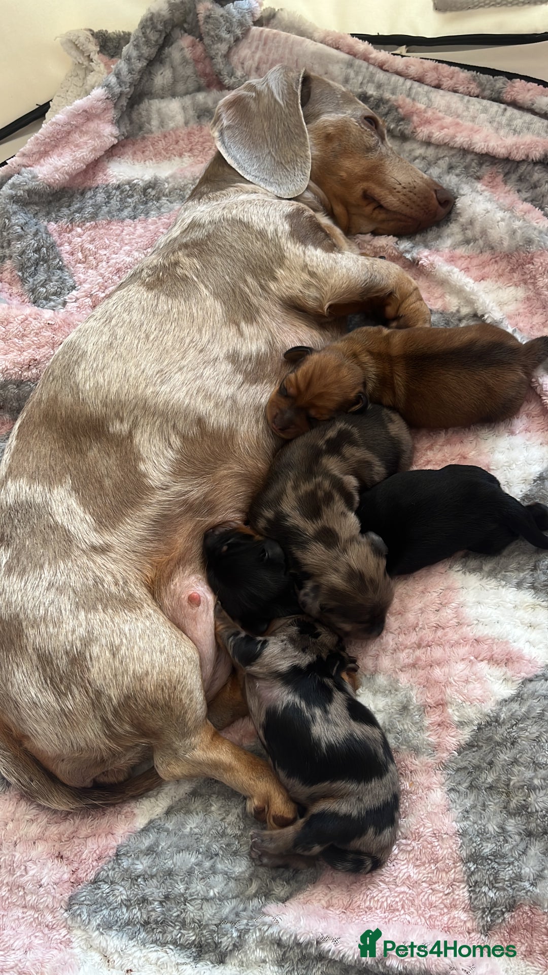 Miniature Dachshund dogs for sale: Beautiful miniature dachshunds L/H+S/H - Image 15