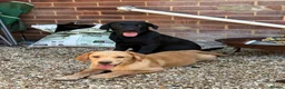 Labrador Retriever dogs for sale: 2 stunning kc registered puppies - Advert 2