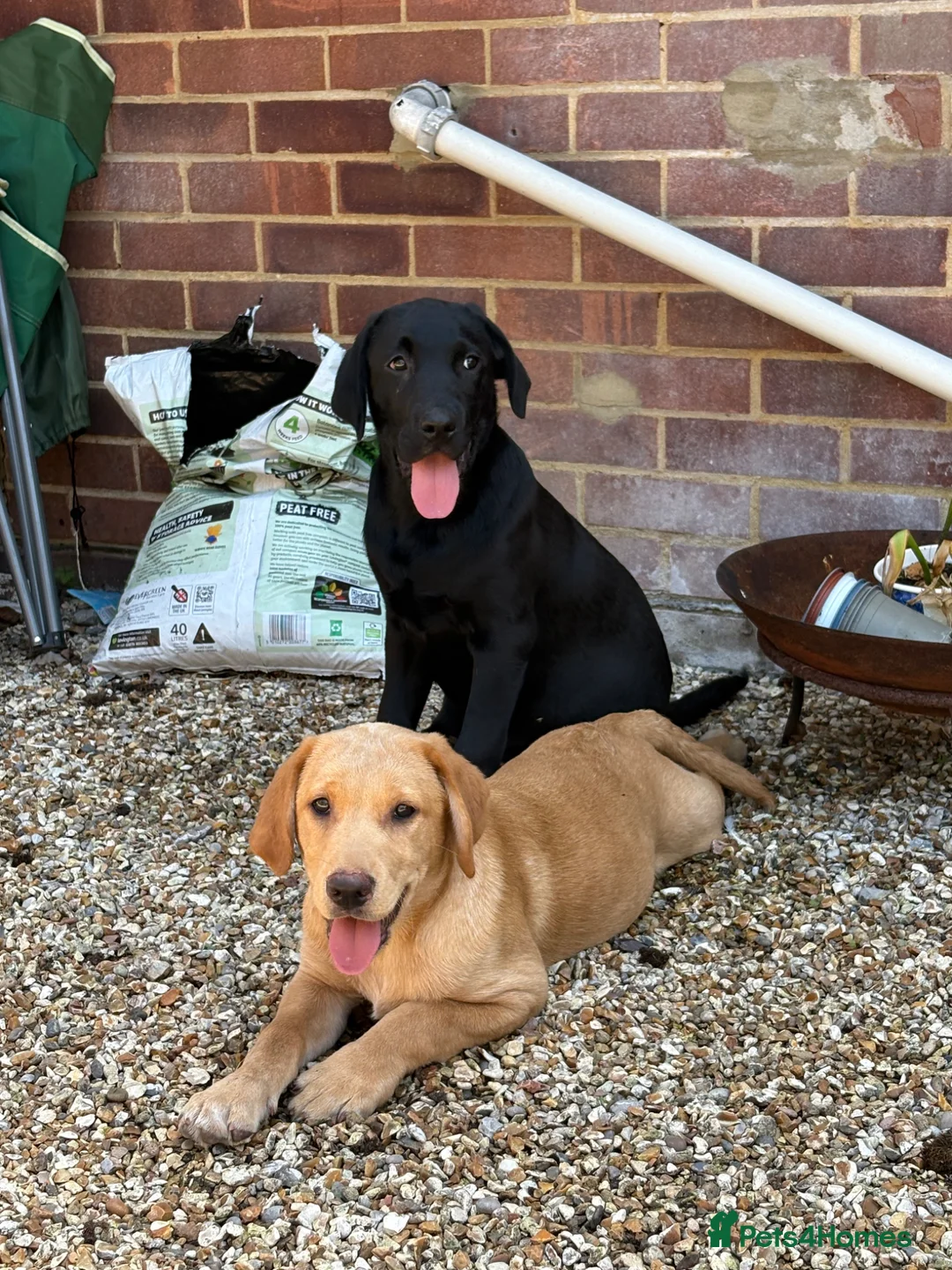 Labrador Retriever dogs for sale: 2 stunning kc registered puppies - Advert 2