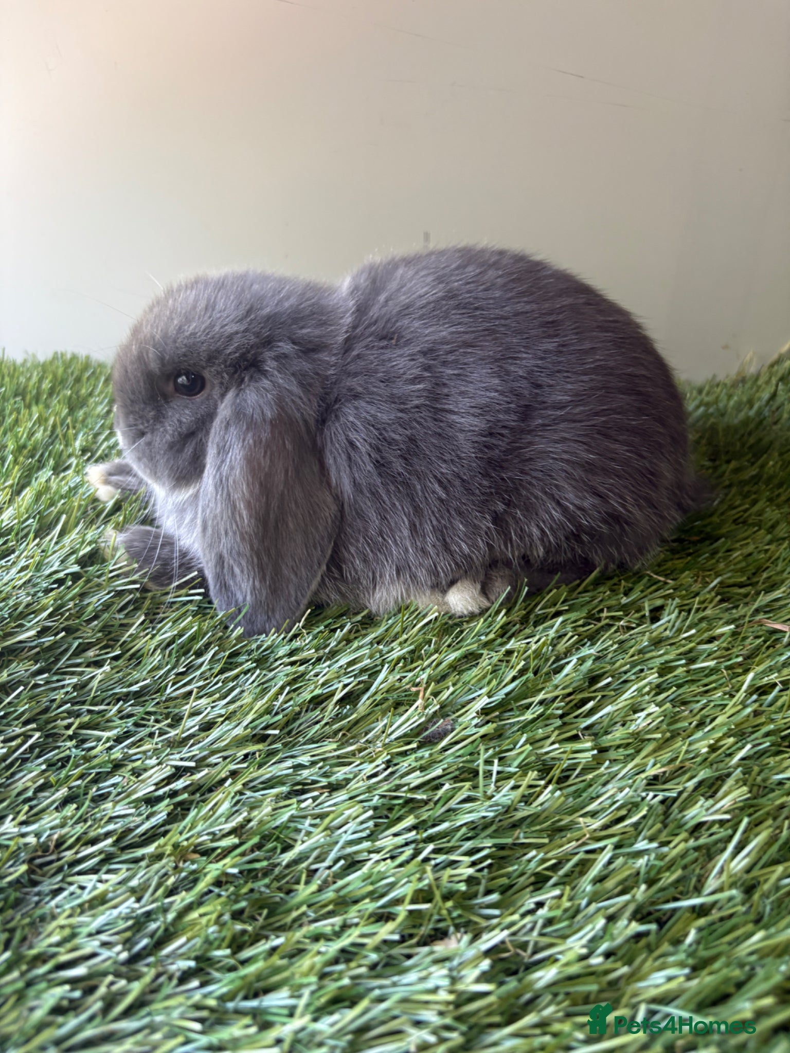Mini Lop rabbits for sale: Mini lop baby rabbits  - Advert 12