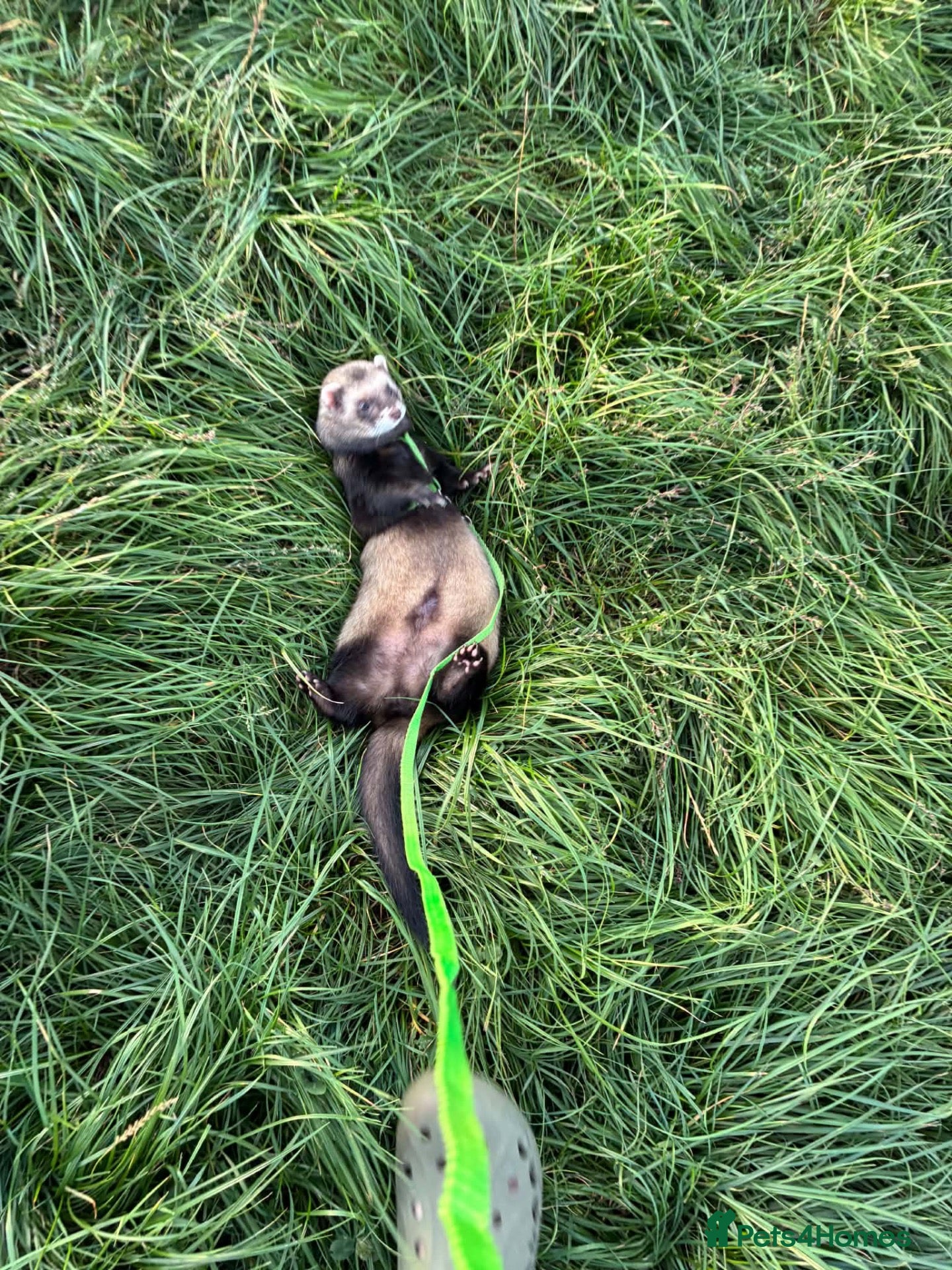 Ferret rodents for sale: Two Male Ferrets - Advert 1