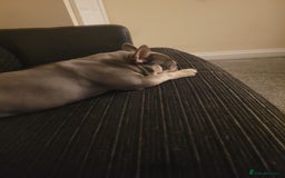 French Bulldog dogs for sale: French bulldog needs rehoming  - Image 6