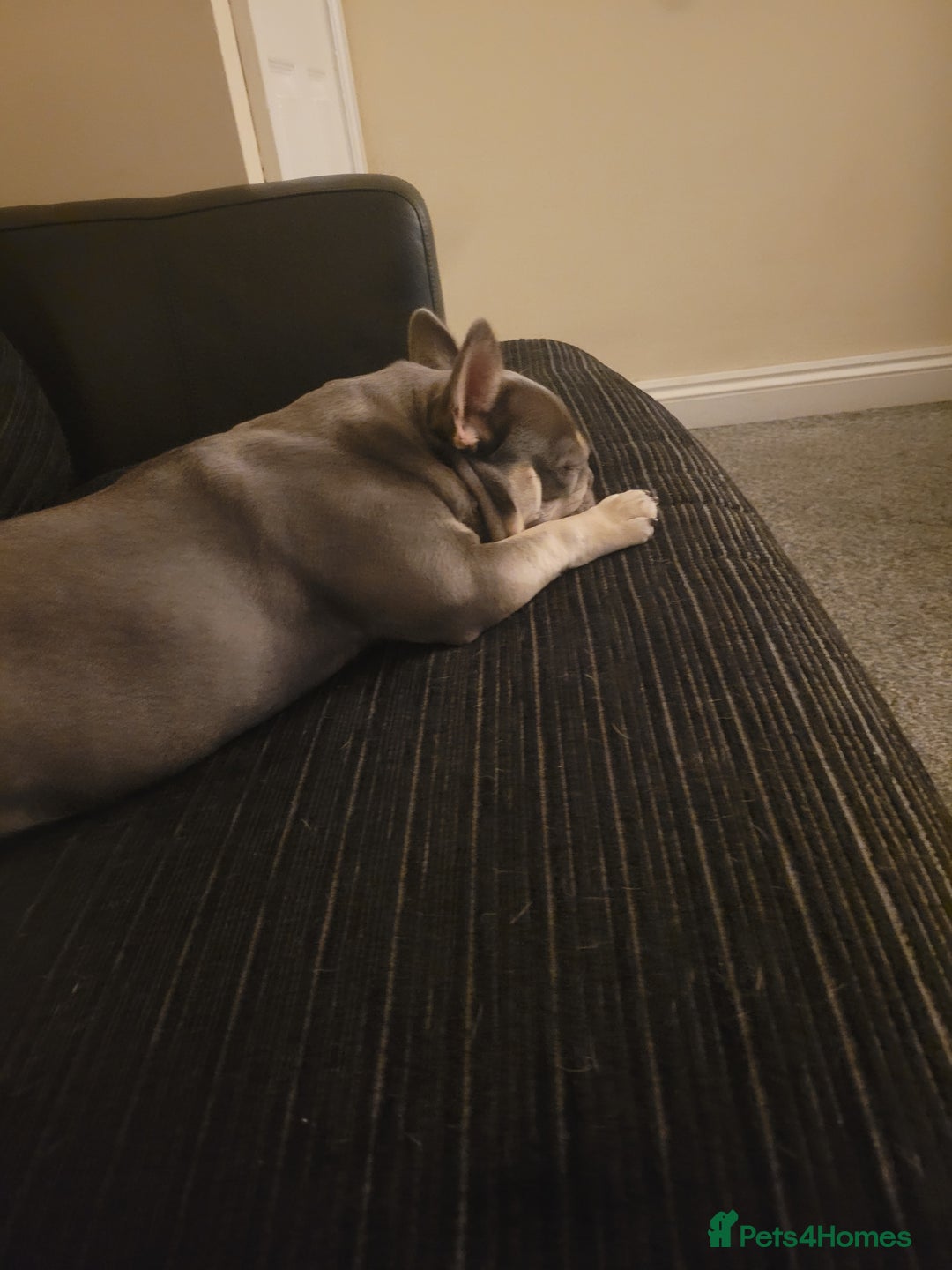 French Bulldog dogs for sale: French bulldog needs rehoming  - Image 6