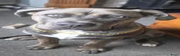 Mixed Breed dogs for sale: Forever home wanted  - Advert 3